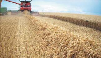 Зерновий комбайн Case IH Axial Flow 8120