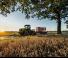 Гусеничні трактори Claas Xerion 4500 Trac TS