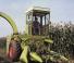 Claas JAGUAR 80 SF