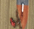 Трактори 4WD Case IH AFS Connect Steiger 520