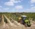 Трактори 4WD Claas Nexos 230 VL