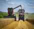 Зерновий комбайн Massey Ferguson Activa 7344