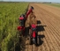 Зерновий комбайн Case IH Austoft 9900