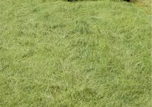 Трактори 4WD DEUTZ-FAHR Agroplus 320 Ecoline DT